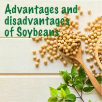 Advantages and disadvantages  of Soybeans