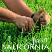Salicornia, the Green Salt