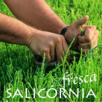 Salicórnia, o sal verde