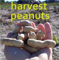 peanuts harvest 2016