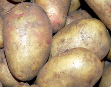 new potatoes white