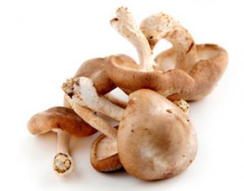shii-take mushrooms kg