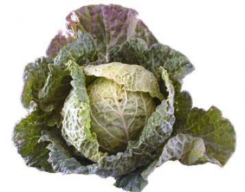 lombardo cabbage